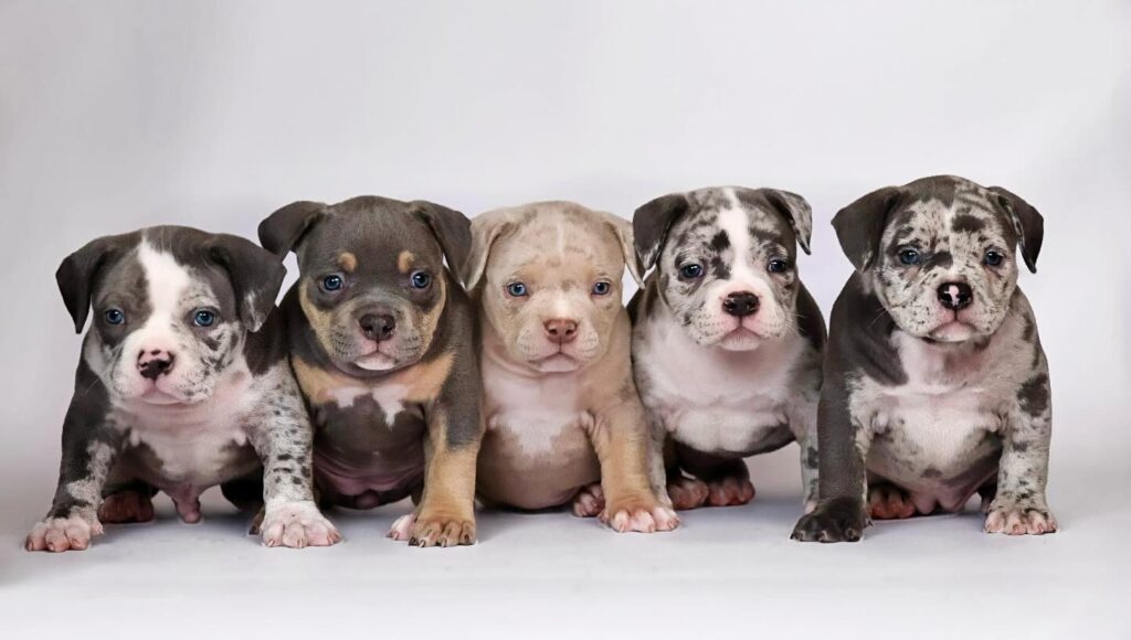 pocket bully puppies for sale