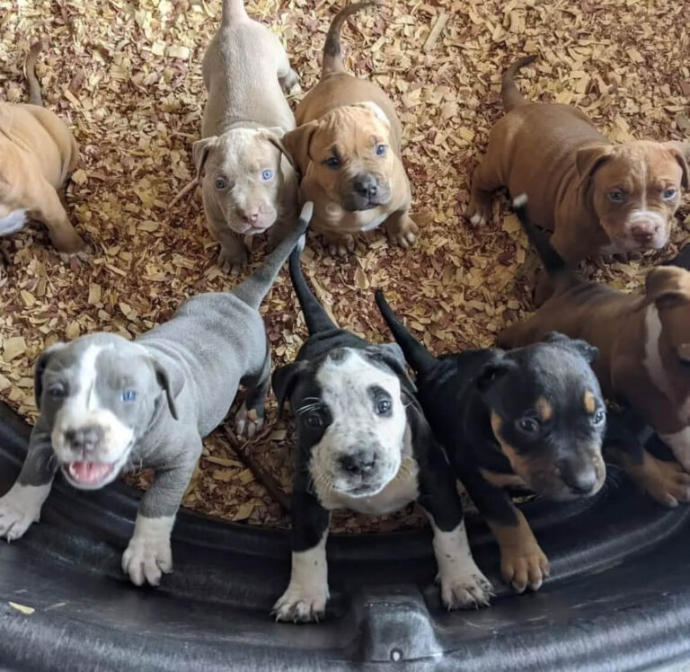 pocket pitbull puppies for sale