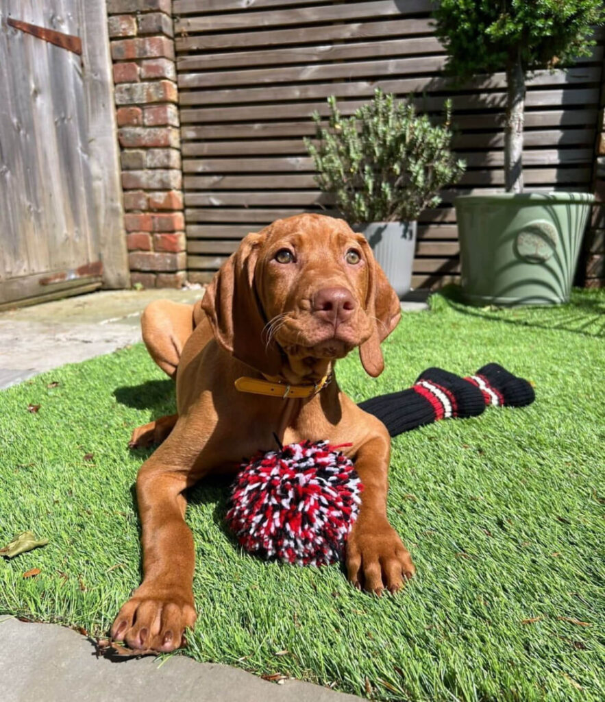 vizsla puppies for sale
