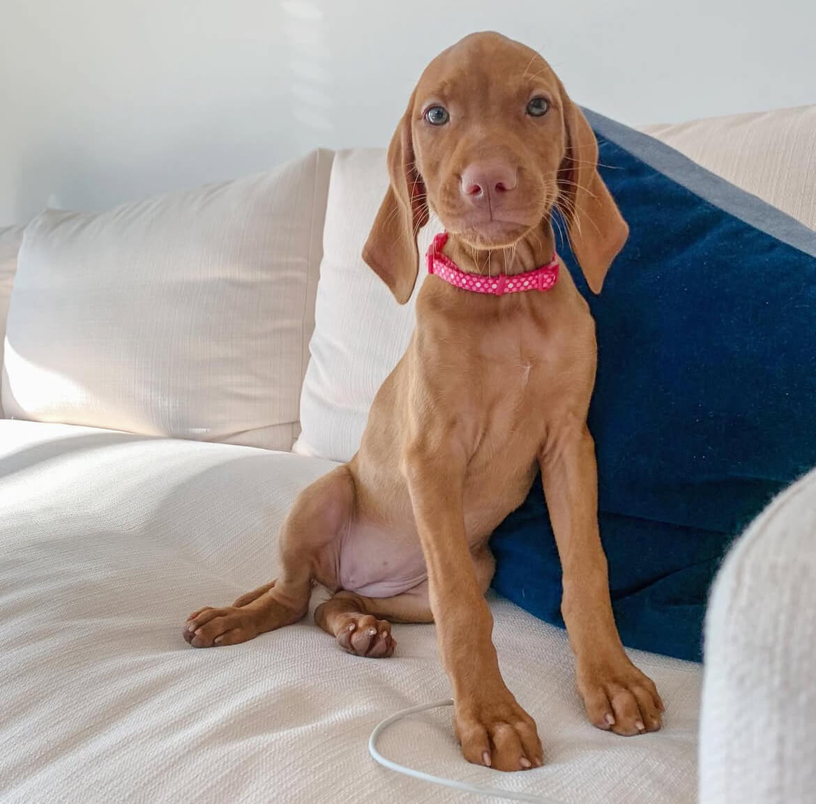 Bella Vizsla puppies