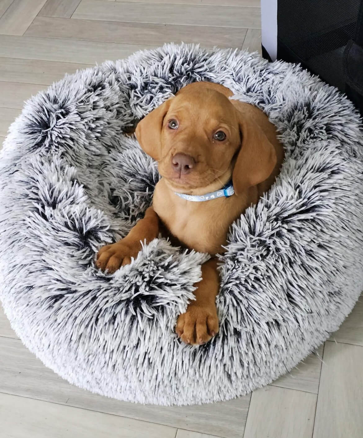 Stan vizsla puppy