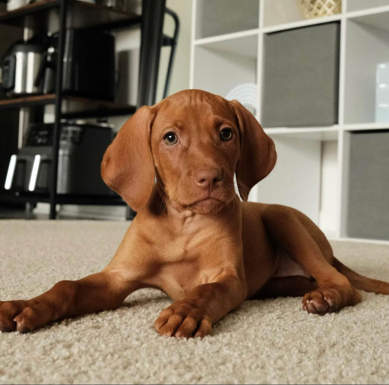 Nika vizsla puppy